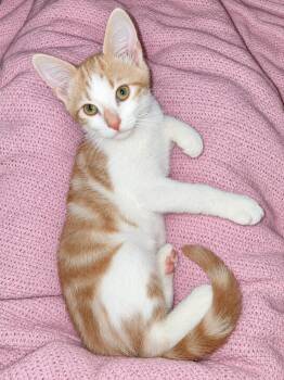 Carmelo -  Domestic Short Hair Cat for Adoption in Fairfax Station, Virginia - Carmelo | PetCurious