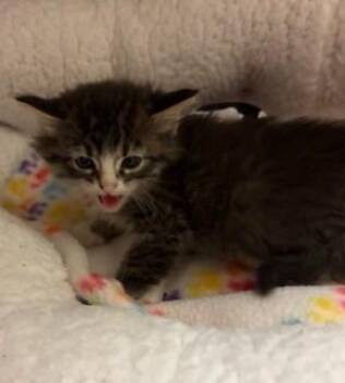 Mosiac -  Domestic Short Hair Cat for Adoption in Mason City, Iowa - Mosiac | PetCurious