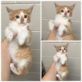 Cheeto -  Domestic Short Hair Cat for Adoption in Dublin, Virginia - Cheeto | PetCurious