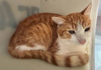 Rescue Domestic Short Hair Cats for Adoption in Roanoke, Virginia - Jansen | PetCurious