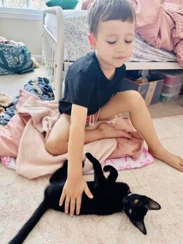 Turbo MCACC -  Domestic Short Hair Cat for Adoption in Clarksville, Tennessee - Turbo MCACC | PetCurious