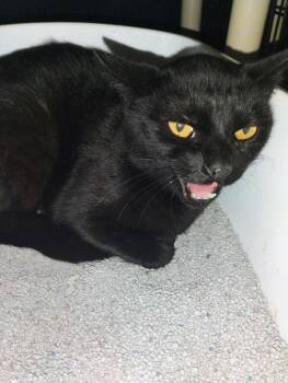 Octagon - Barn Cat -  Domestic Short Hair Cat for Adoption in Hartford City, Indiana - Octagon - Barn Cat | PetCurious