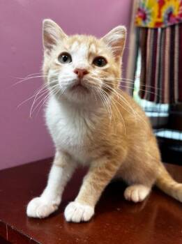 Tuggles -  Domestic Short Hair Cat for Adoption in South Bend, Indiana - Tuggles | PetCurious