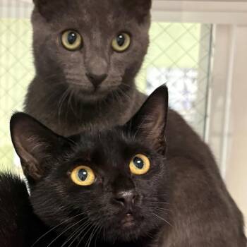Rosie -  Domestic Short Hair Cat for Adoption in East Hanover, New Jersey - Rosie | PetCurious