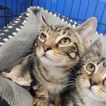 Matt -  Domestic Short Hair Cat for Adoption in Clarksdale, Mississippi - Matt | PetCurious
