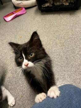 Clark W -  Domestic Medium Hair Cat for Adoption in Fort Collins, Colorado - Clark W | PetCurious