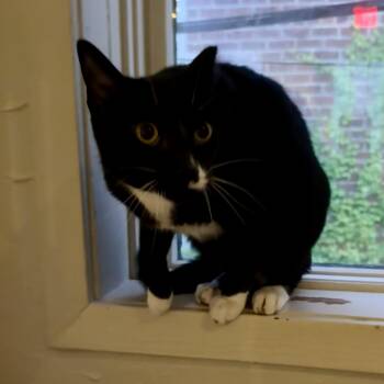 Domestic Short Hair Cats Available for Adoption - Moby | PetCurious