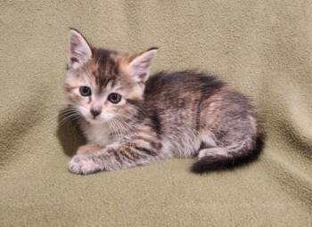 SWEET TIDE -  Domestic Short Hair Cat for Adoption in Colorado Springs, Colorado - SWEET TIDE | PetCurious