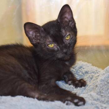 Jaz (26-2J-2) -  Domestic Short Hair Cat for Adoption in Rifle, Colorado - Jaz (26-2J-2) | PetCurious