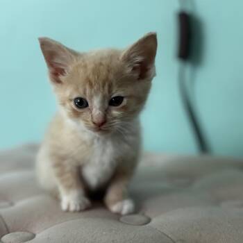 Noodle -  Domestic Short Hair Cat for Adoption in La Grange, Kentucky - Noodle | PetCurious
