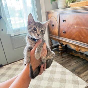 Chase -  Domestic Short Hair Cat for Adoption in Lyndhurst, Virginia - Chase | PetCurious