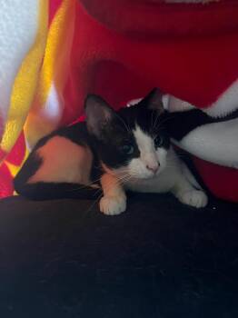 Rescue Domestic Short Hair Cats for Adoption in Nashville, Tennessee - Cici | PetCurious