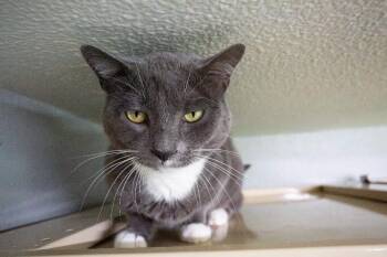 Aries -  Domestic Short Hair Cat for Adoption in Arlington, Washington - Aries | PetCurious