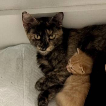 Domestic Short Hair Cats Available for Adoption in Boerne, Texas - Daisy-head Mayzie | PetCurious