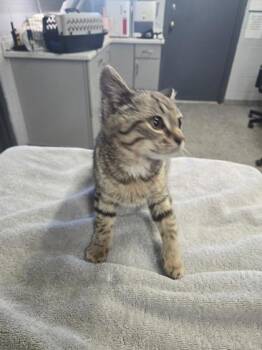 Domestic Short Hair Cats Available for Adoption - Buffy | PetCurious