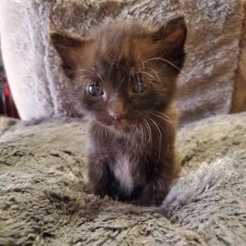 Mew -  Domestic Short Hair Cat for Adoption in Normal, Illinois - Mew | PetCurious