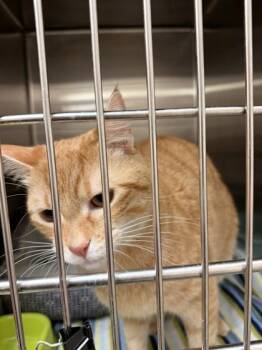 Mango -  Domestic Short Hair Cat for Adoption in Farmers Branch, Texas - Mango | PetCurious