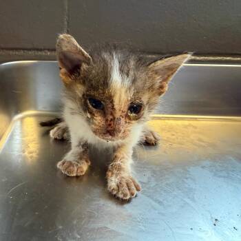 Domestic Short Hair Cats Available for Adoption in Tuscaloosa, Alabama - TUSC-Stray-84518_2 | PetCurious
