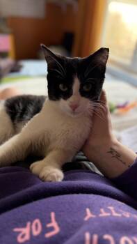 Domestic Short Hair Cats Available for Adoption in Lansing, Michigan - Donut (26-064 C) | PetCurious