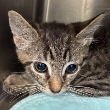 Moe -  Domestic Short Hair Cat for Adoption in Summerville, South Carolina - Moe | PetCurious
