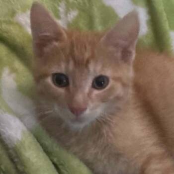 Colin -  Domestic Short Hair Cat for Adoption - Colin | PetCurious