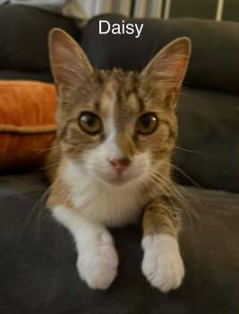 Daisy -  Tabby Cat for Adoption in Wyandotte, Michigan - Daisy | PetCurious