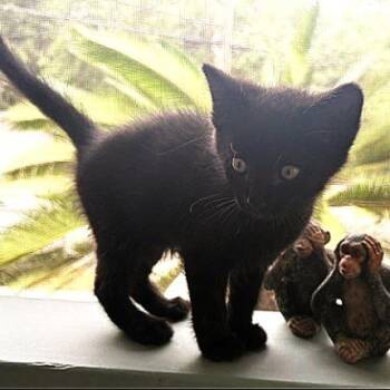 Shadow -  Domestic Short Hair Cat for Adoption in Beaufort, South Carolina - Shadow | PetCurious
