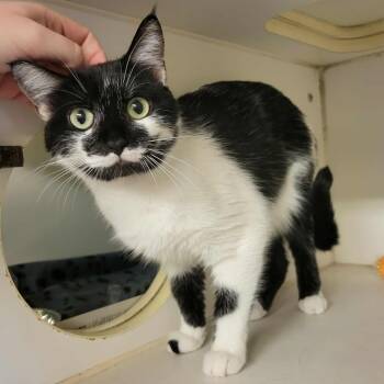 Rescue Domestic Short Hair Cats for Adoption in Columbia, Missouri - Spelunker | PetCurious