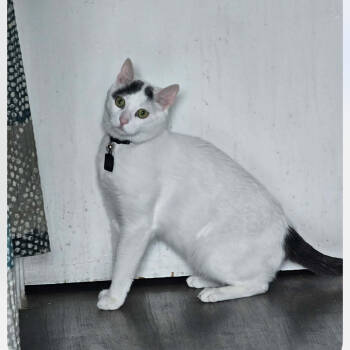 Rescue Domestic Short Hair Cats for Adoption in Midland, Texas - Niko | PetCurious