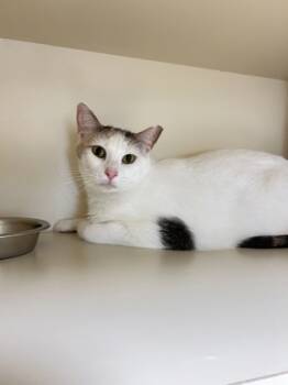 Rescue Domestic Short Hair Cats for Adoption in Savannah, Georgia - Hunny (Pounce Cat Cafe) | PetCurious