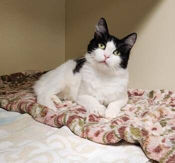 Minnie -  Domestic Medium Hair Cat for Adoption - Minnie | PetCurious