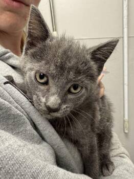 Breezy -  Domestic Short Hair Cat for Adoption in Sevierville, Tennessee - Breezy | PetCurious