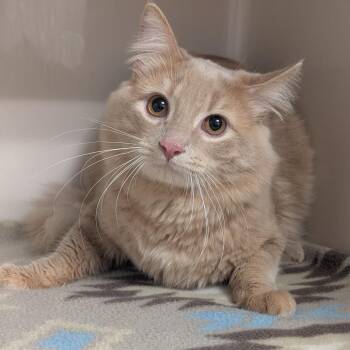 Fabio -  Domestic Medium Hair Cat Available for Adoption in Watertown, New York - Fabio | PetCurious