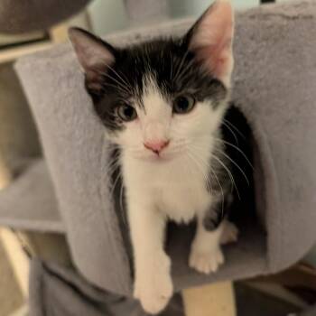Manatee -  Domestic Short Hair Cat for Adoption in Columbiana, Alabama - Manatee | PetCurious