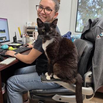 Sunny -  Domestic Short Hair Cat for Adoption in Lakeland, Florida - Sunny | PetCurious
