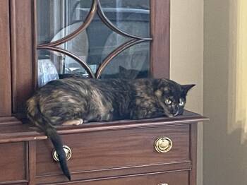 Tortoiseshell Cats Available for Adoption in Prescott, Arizona - Katniss – The Quiet Tortie With Wise Owl Eyes | PetCurious