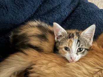 Horchata -  Calico Cat for Adoption in Knoxville, Tennessee - Horchata | PetCurious