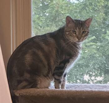 Apollo Bell -  Domestic Short Hair Cat for Adoption in Morrison, Colorado - Apollo Bell | PetCurious