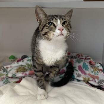 Rumble -  Domestic Short Hair Cat for Adoption in Jupiter, Florida - Rumble | PetCurious