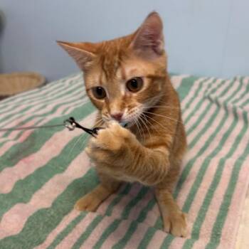 Apollo -  Domestic Short Hair Cat for Adoption in Fort Lauderdale, Florida - Apollo | PetCurious
