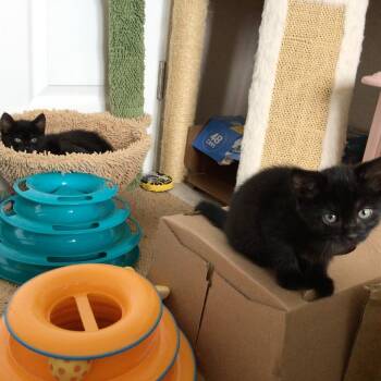 Peppa -  Domestic Short Hair Cat for Adoption in Salisbury, Massachusetts - Peppa | PetCurious