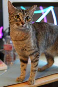 Ashley (& Mary-Kate) -  Domestic Short Hair Cat for Adoption in Los Angeles, California - Ashley (& Mary-Kate) | PetCurious