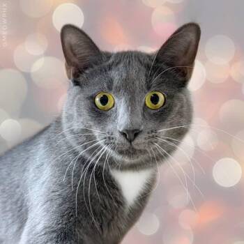 Domestic Short Hair and Tuxedo Cats Available for Adoption - Nigel Sherman | PetCurious