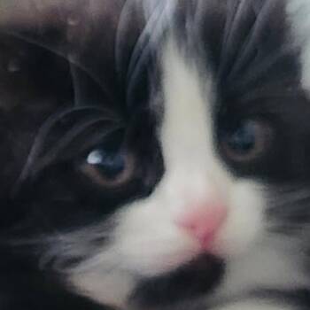 Flax -  Domestic Medium Hair Cat for Adoption in Burlington, Ontario - Flax | PetCurious