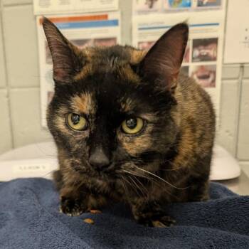 Lucy -  Domestic Short Hair Cat for Adoption in West Olive, Michigan - Lucy | PetCurious