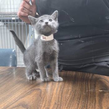 Fire Ball -  Domestic Medium Hair Cat Available for Adoption in Clanton, Alabama - Fire Ball | PetCurious