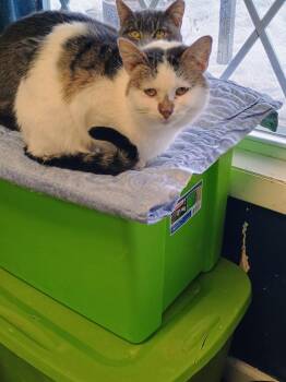 Domestic Short Hair Cats Available for Adoption - Tinsel | PetCurious