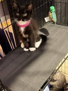 Triney Ewadar -  Domestic Short Hair and Tuxedo Cat for Adoption in Chandler, Arizona - Triney Ewadar | PetCurious