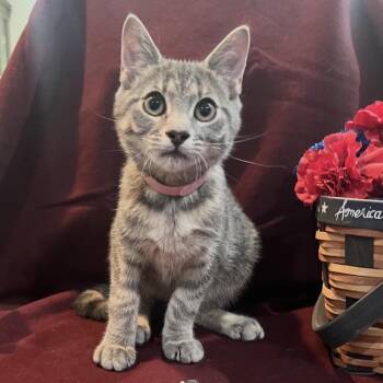 Flopsy -  Domestic Short Hair Cat for Adoption in Woodbury, New Jersey - Flopsy | PetCurious