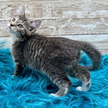 Mundi -  Domestic Short Hair Cat for Adoption in Lexington, Kentucky - Mundi | PetCurious